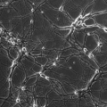 Mouse Nervous Cell System